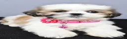 Shih Tzu dogs for sale: Candy - Ad 4
