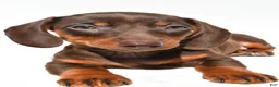 Dachshund dogs for sale: Indie - Ad 7