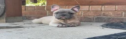 French Bulldog dogs for sale: Hank - Ad 5