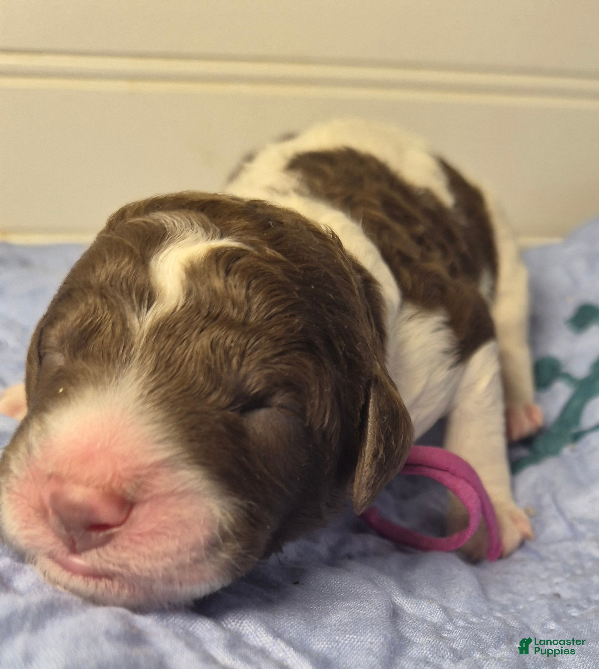 Labradoodle dogs Kohlrabi  - Ad 2