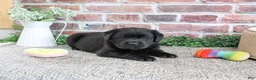 Labrador Retriever dogs for sale: Brooke - Ad 4