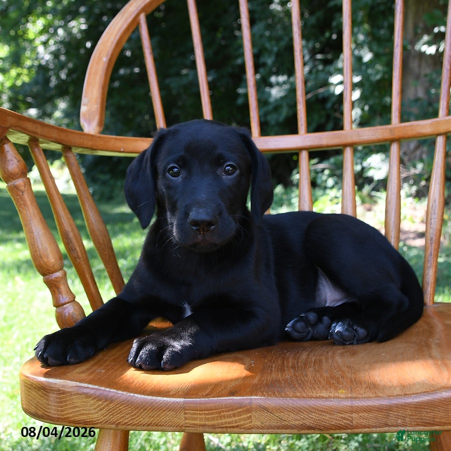 Mixed Breed dogs Midnight - Ad 1