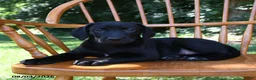 Mixed Breed dogs for sale: Midnight - Ad 1