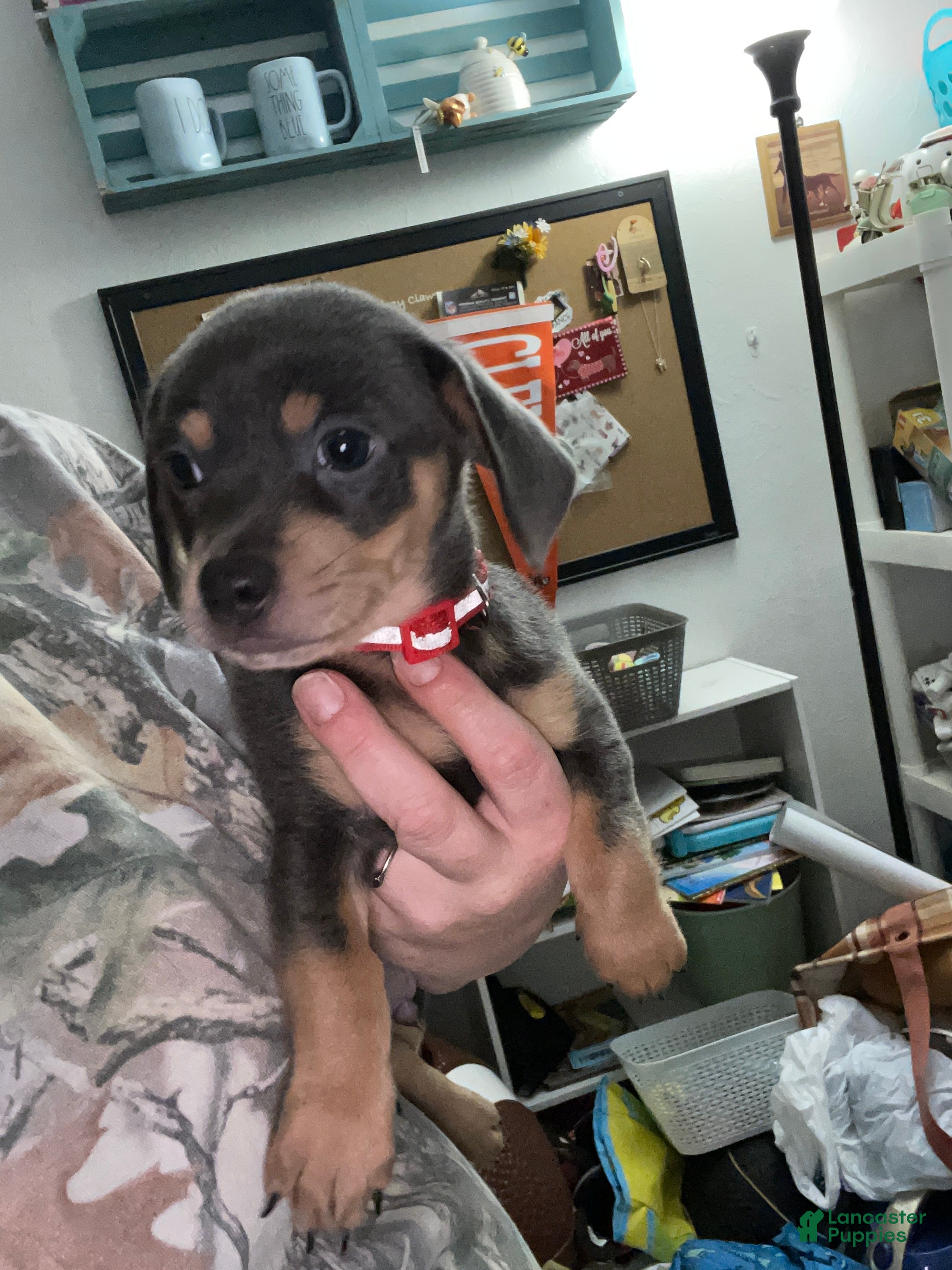 Chiweenie dogs Chiweenie Puppy 2 - Ad 1