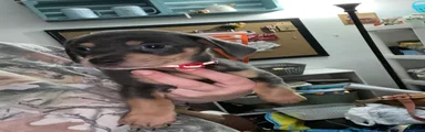 Chiweenie Puppy 2
