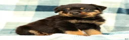 Rottweiler dogs for sale: Atlas - Ad 2