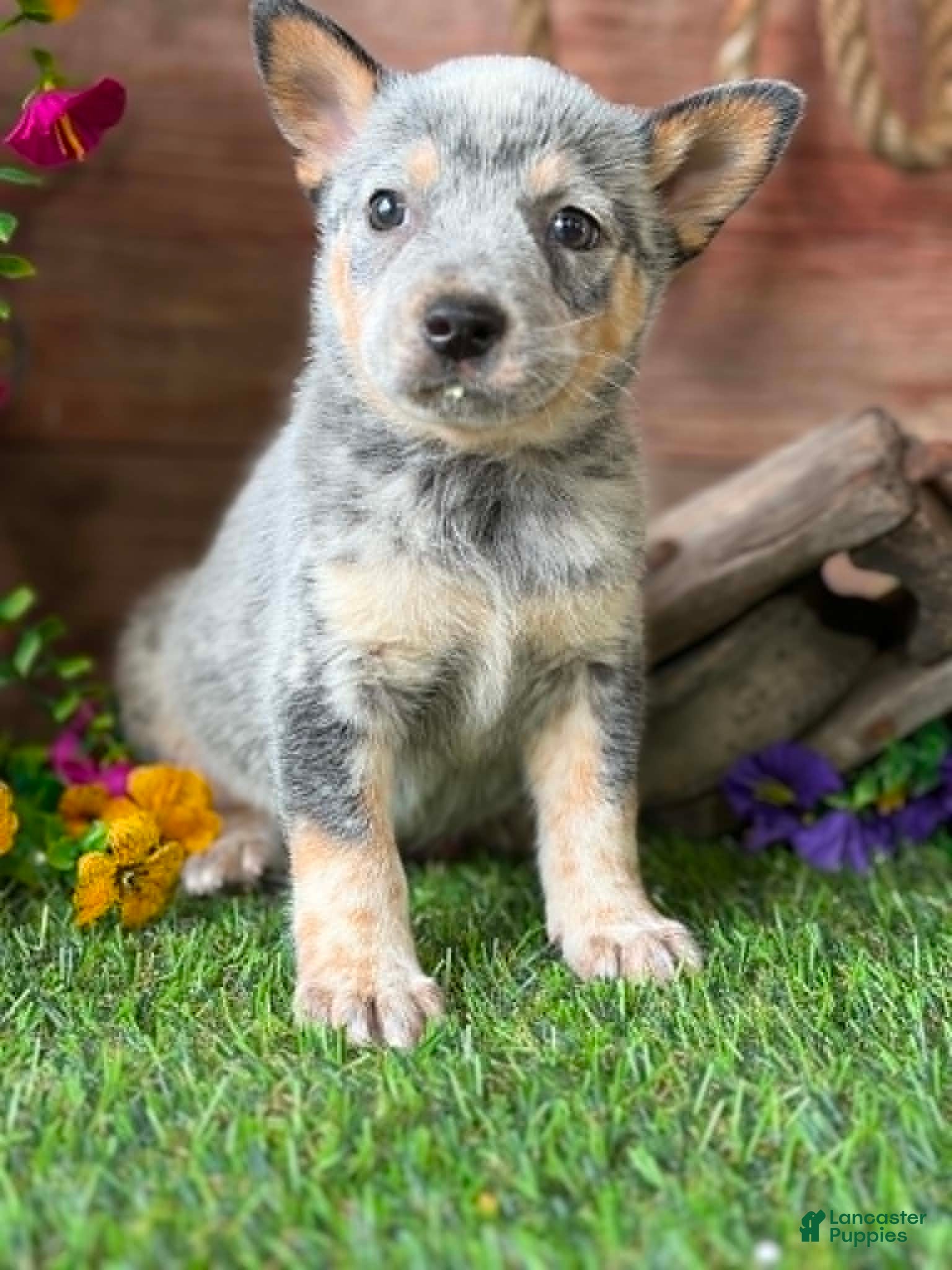 Australian Cattle Dog dogs Johnny - Ad 1