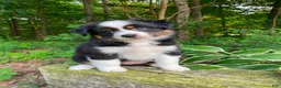 Miniature Australian Shepherd dogs for sale: Bella (Natural Tailed) - Ad 9