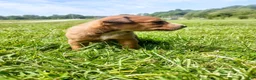 Mixed Breed dogs for sale: Mixed Breed Puppy 8 - Ad 4