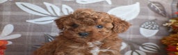 Miniature Poodle dogs for sale: Sheila - Ad 4