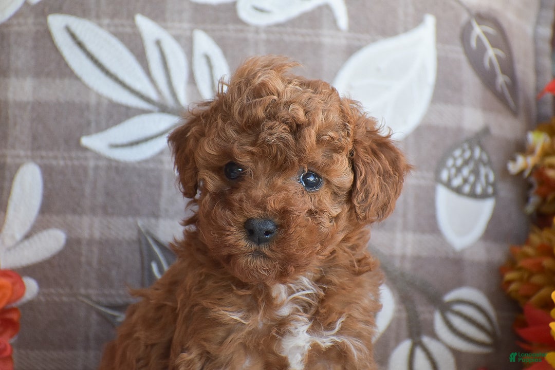 Miniature Poodle dogs for sale: Sheila - Ad 4