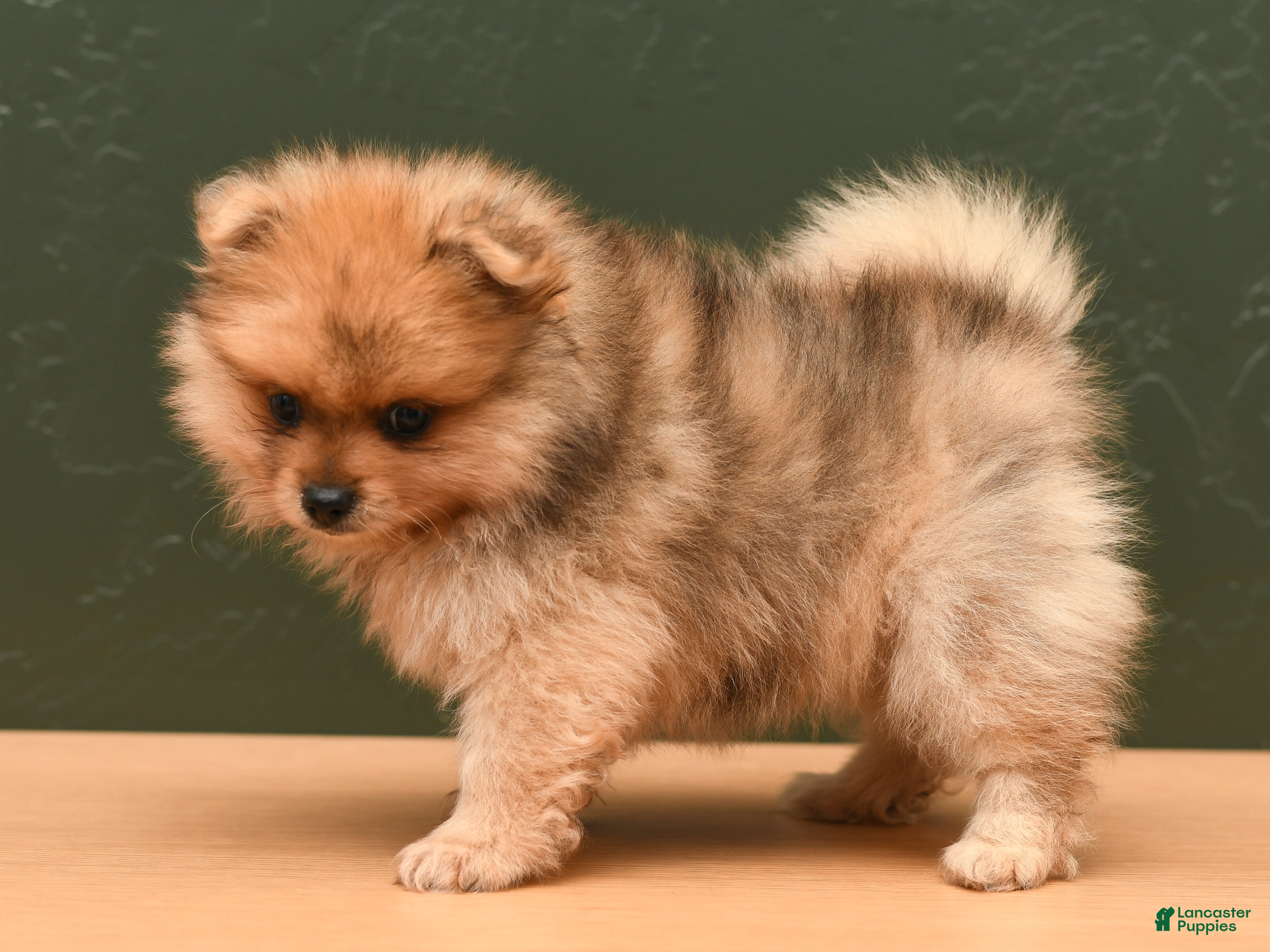 Pomeranian dogs Quinn - Ad 1