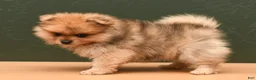 Pomeranian dogs for sale: Quinn - Ad 1