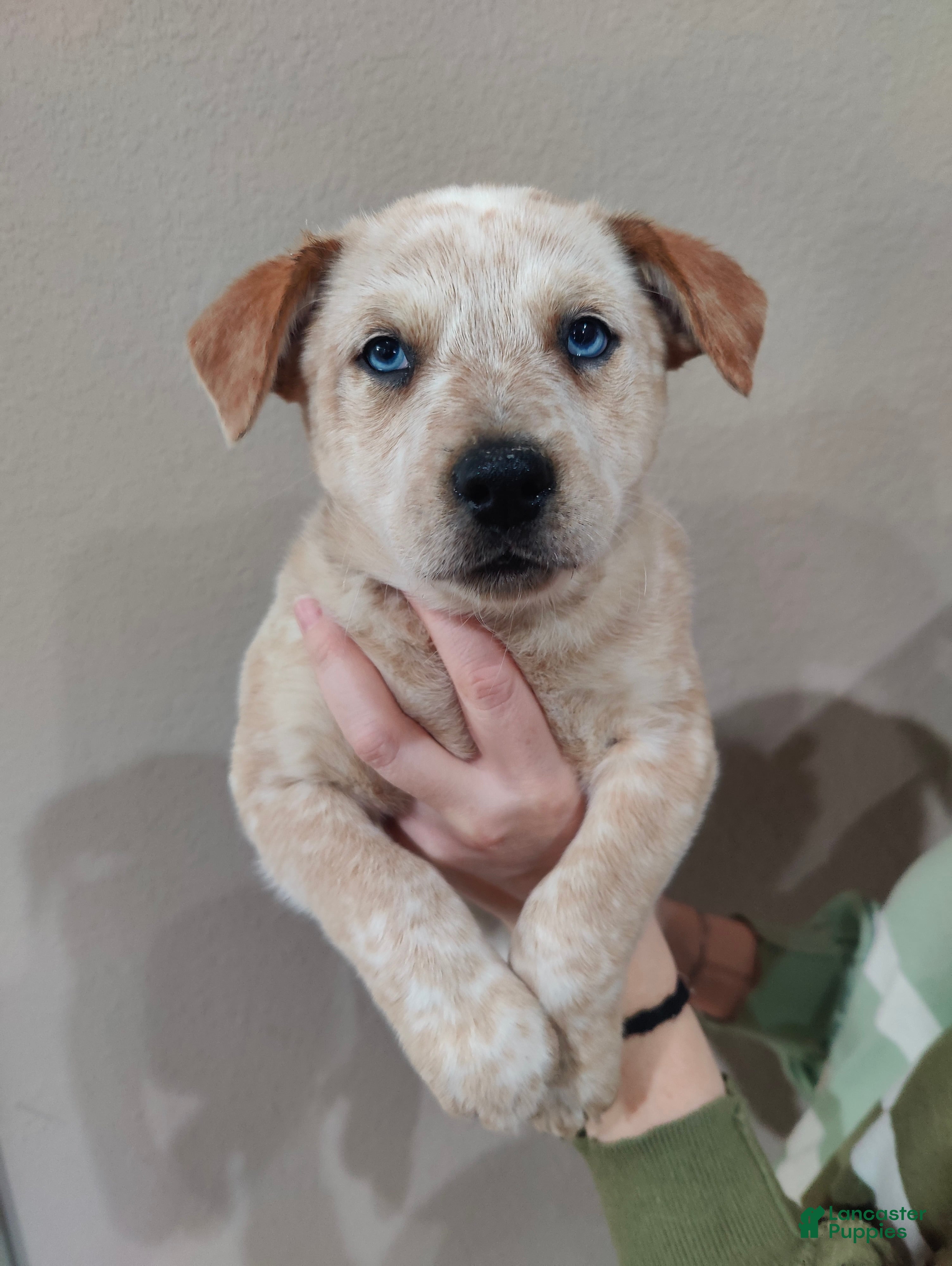 Australian Cattle Dog dogs Red Male (Dark Blue - Freckles) - Ad 2