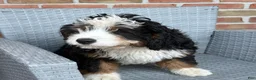 Mixed Breed dogs for sale: Dolly - Ad 4