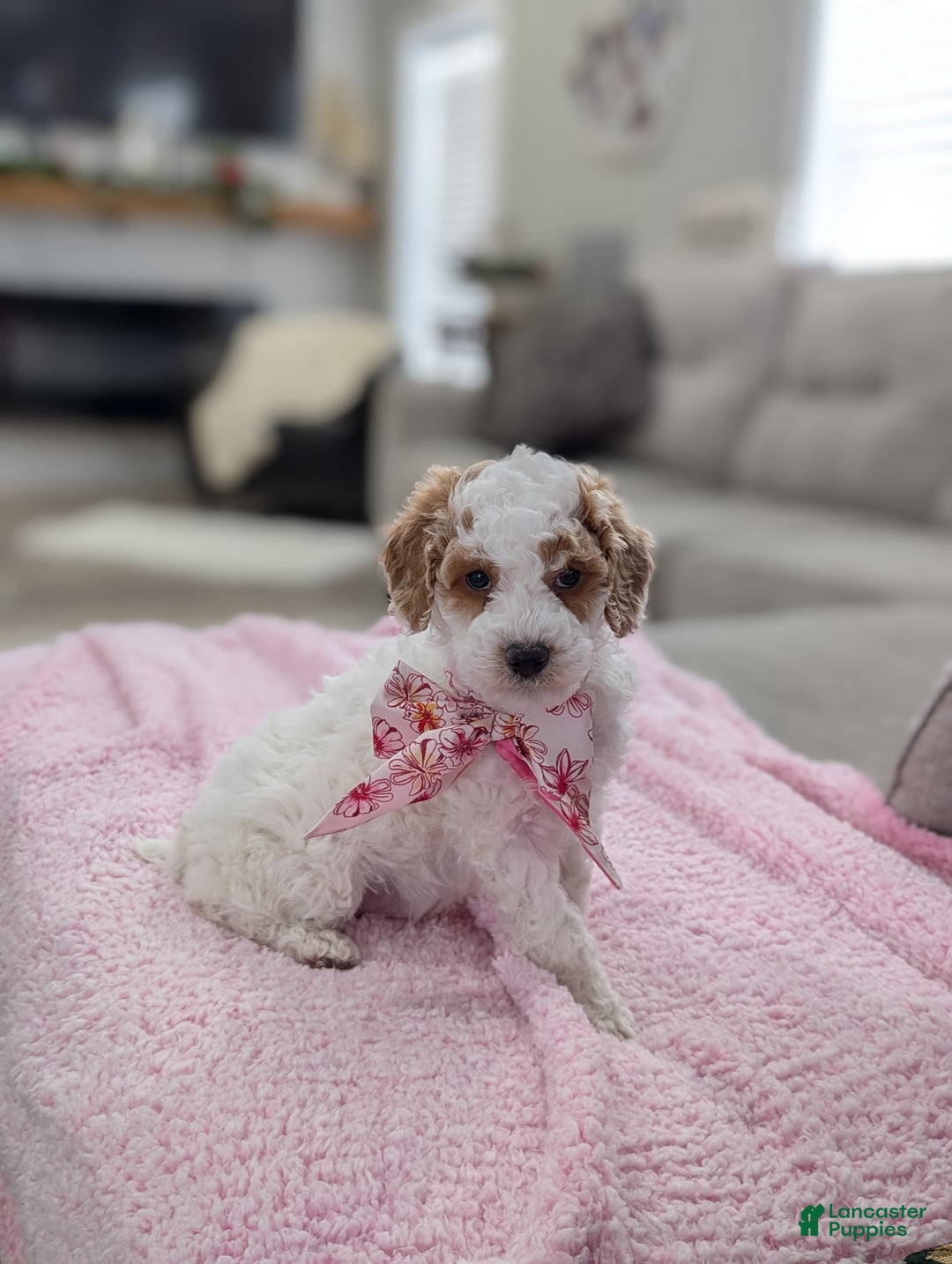 Toy Poodle dogs for sale: Woody  - Ad 4
