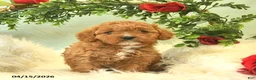 Cavapoo dogs for sale: Cinnabon  - Ad 5