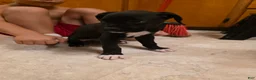 Boxer dogs for sale: Echo - Ad 5