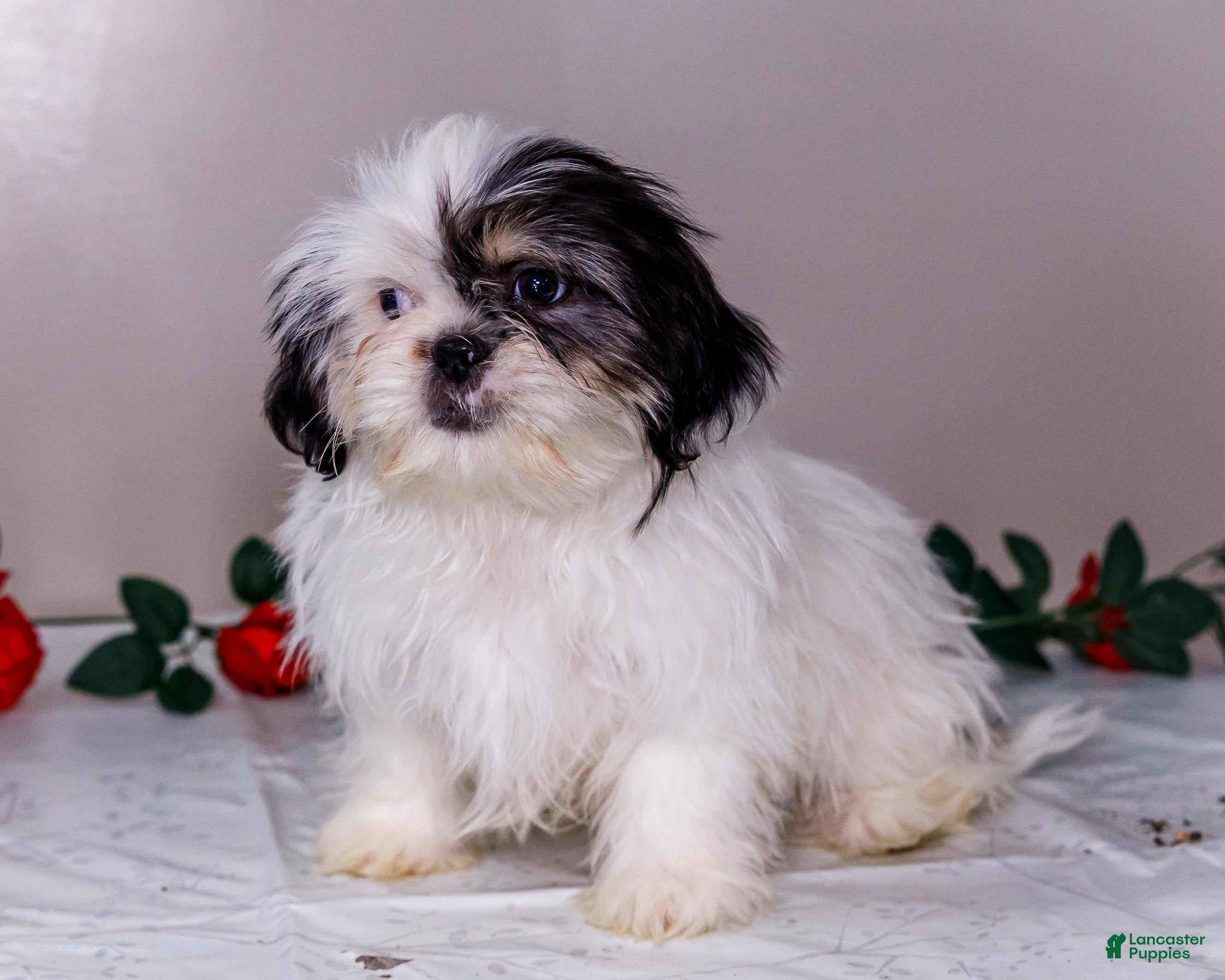 Shih Tzu dogs Lanceton - Ad 35
