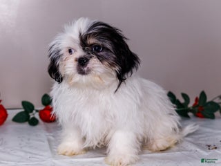 Shih Tzu dogs Lanceton - Ad 35