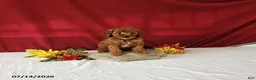 Mini Goldendoodle dogs for sale: Reeses - Ad 3
