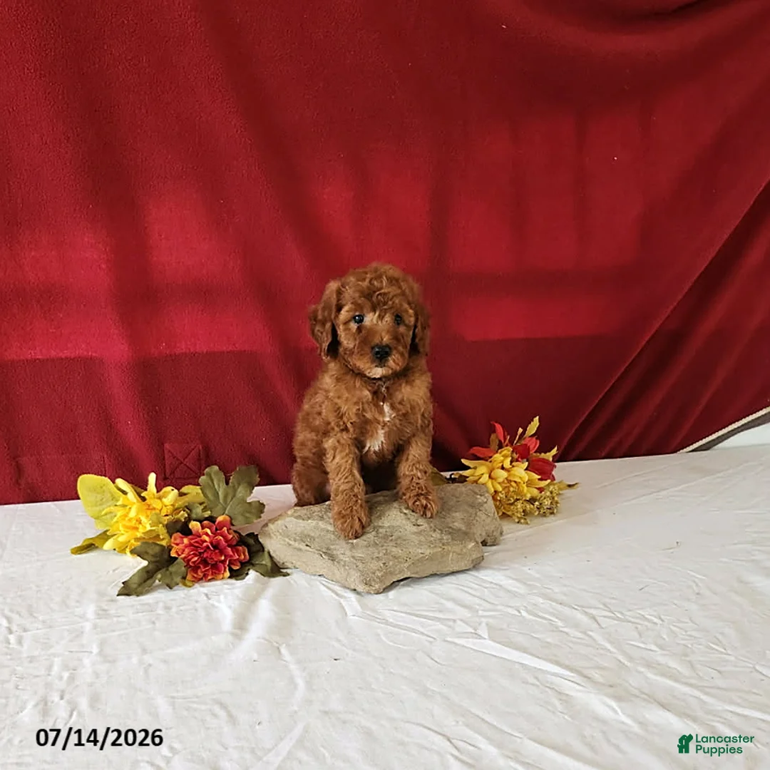 Mini Goldendoodle dogs for sale: Reeses - Ad 3