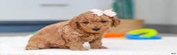 Mini Goldendoodle dogs for sale: Missy - Ad 5