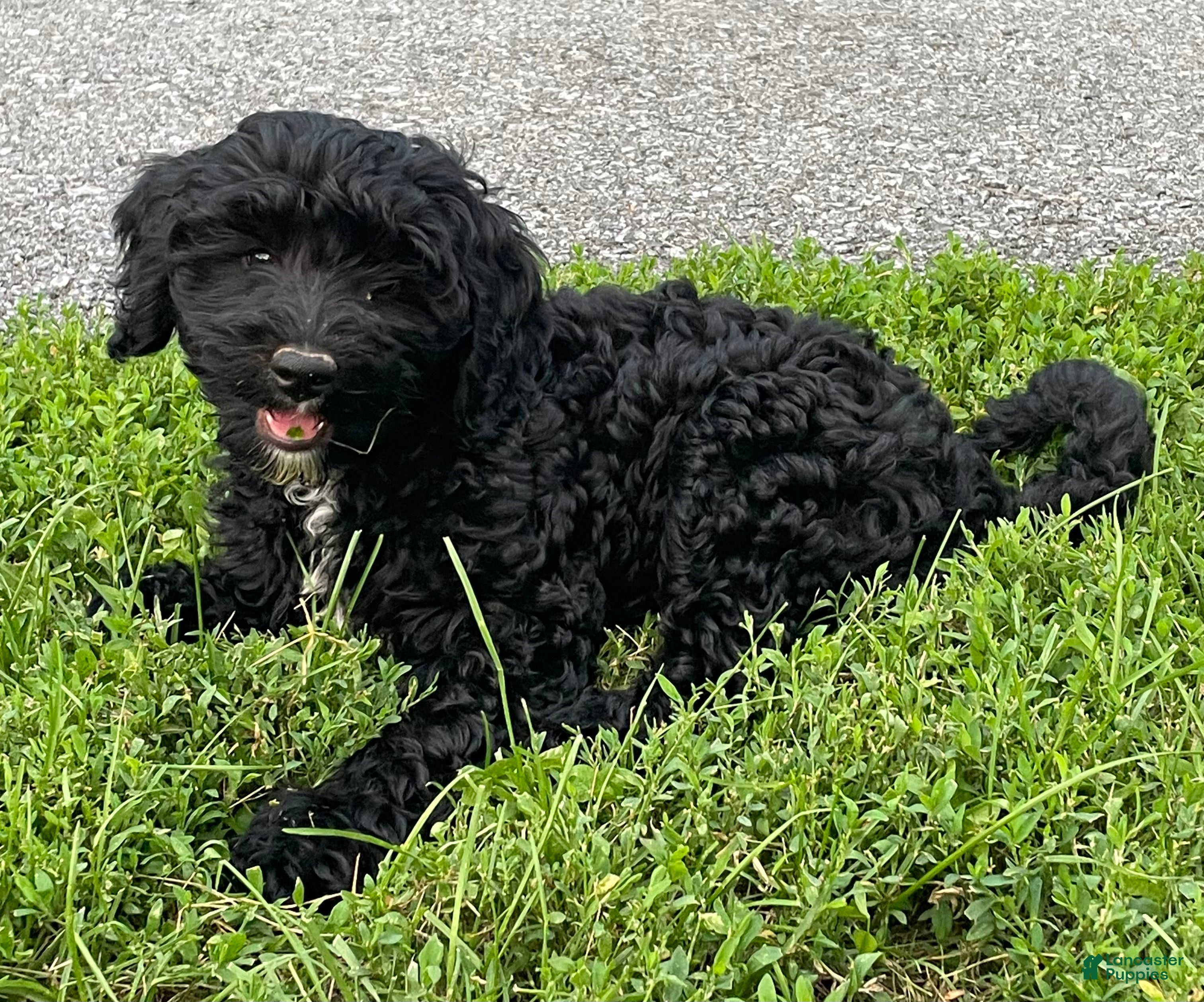 Miniature Poodle dogs Connie - Ad 2