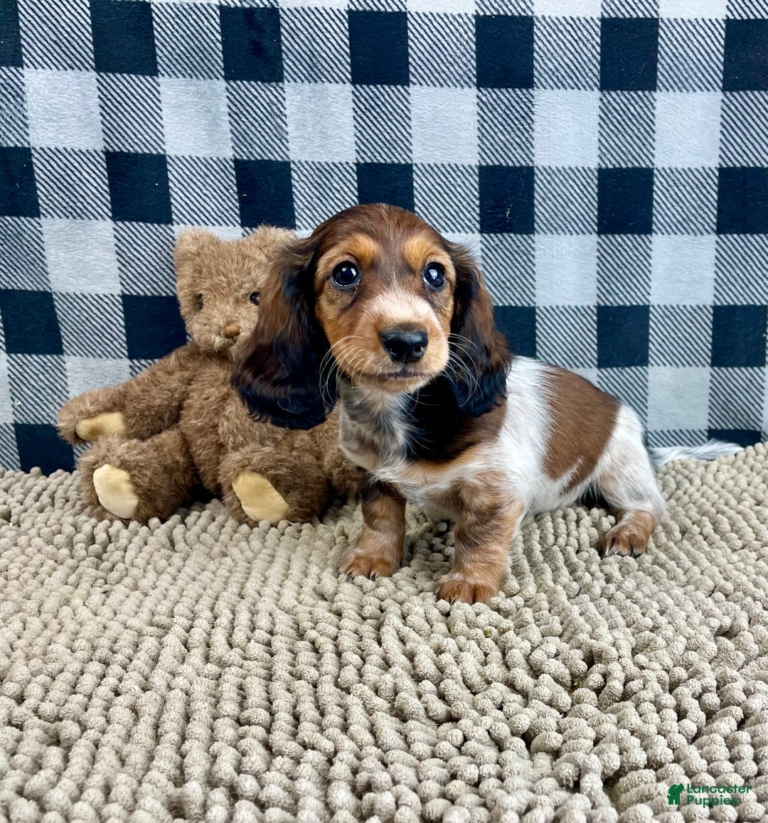 Miniature Dachshund dogs for sale: Kim - Ad 5