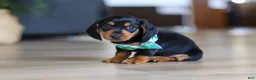Miniature Dachshund dogs for sale: Luca - Ad 6
