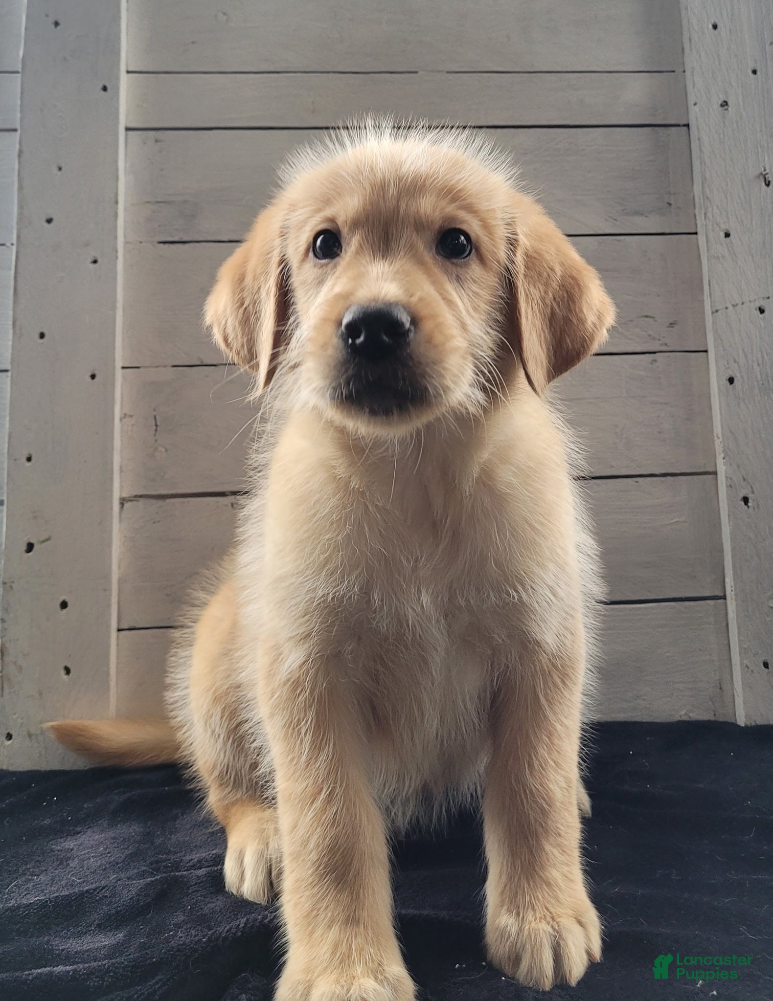 Labradoodle dogs Labradoodle Puppy 1 - Ad 2