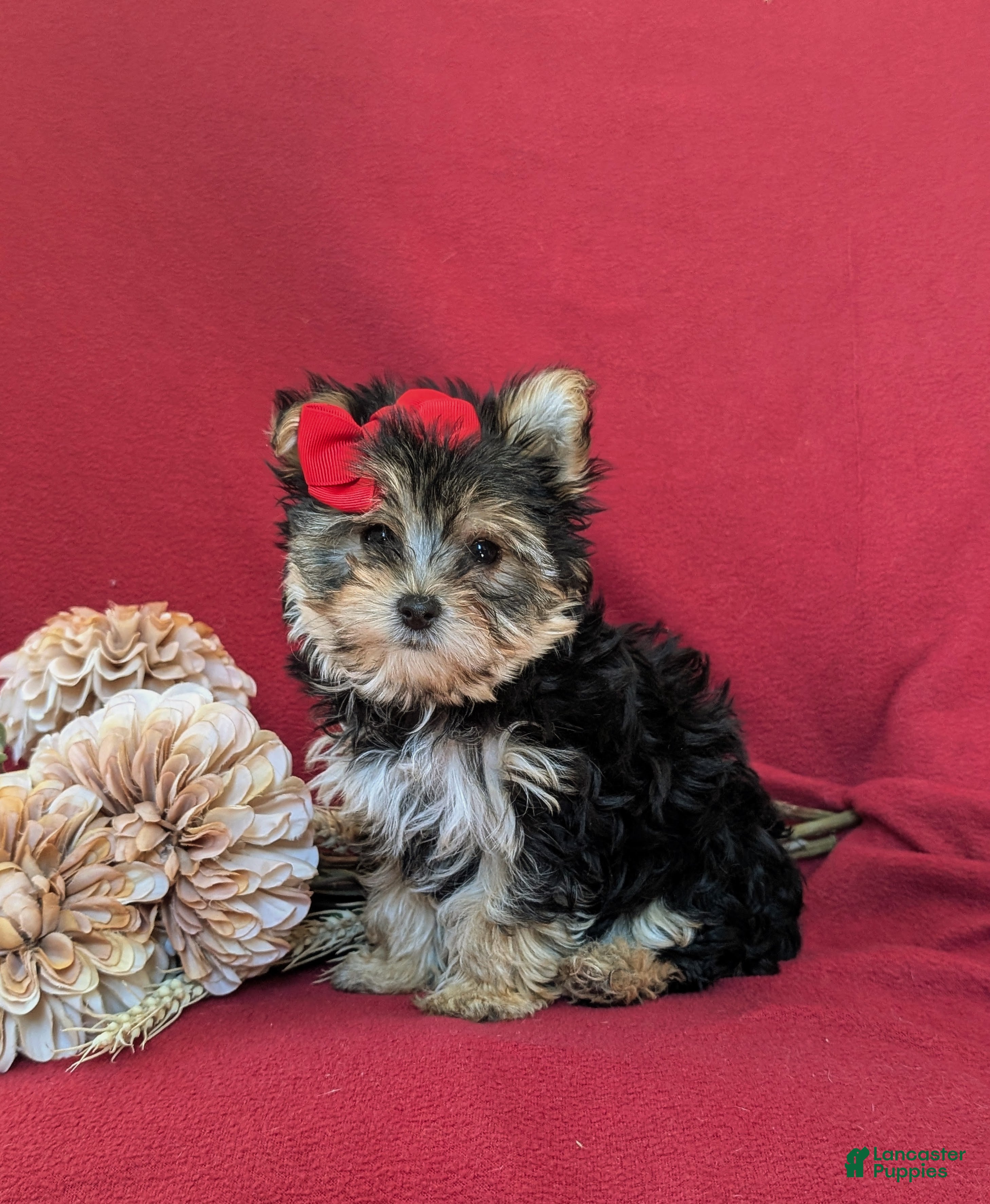Morkie dogs Kaila 6 lbs Full Grown - Ad 2