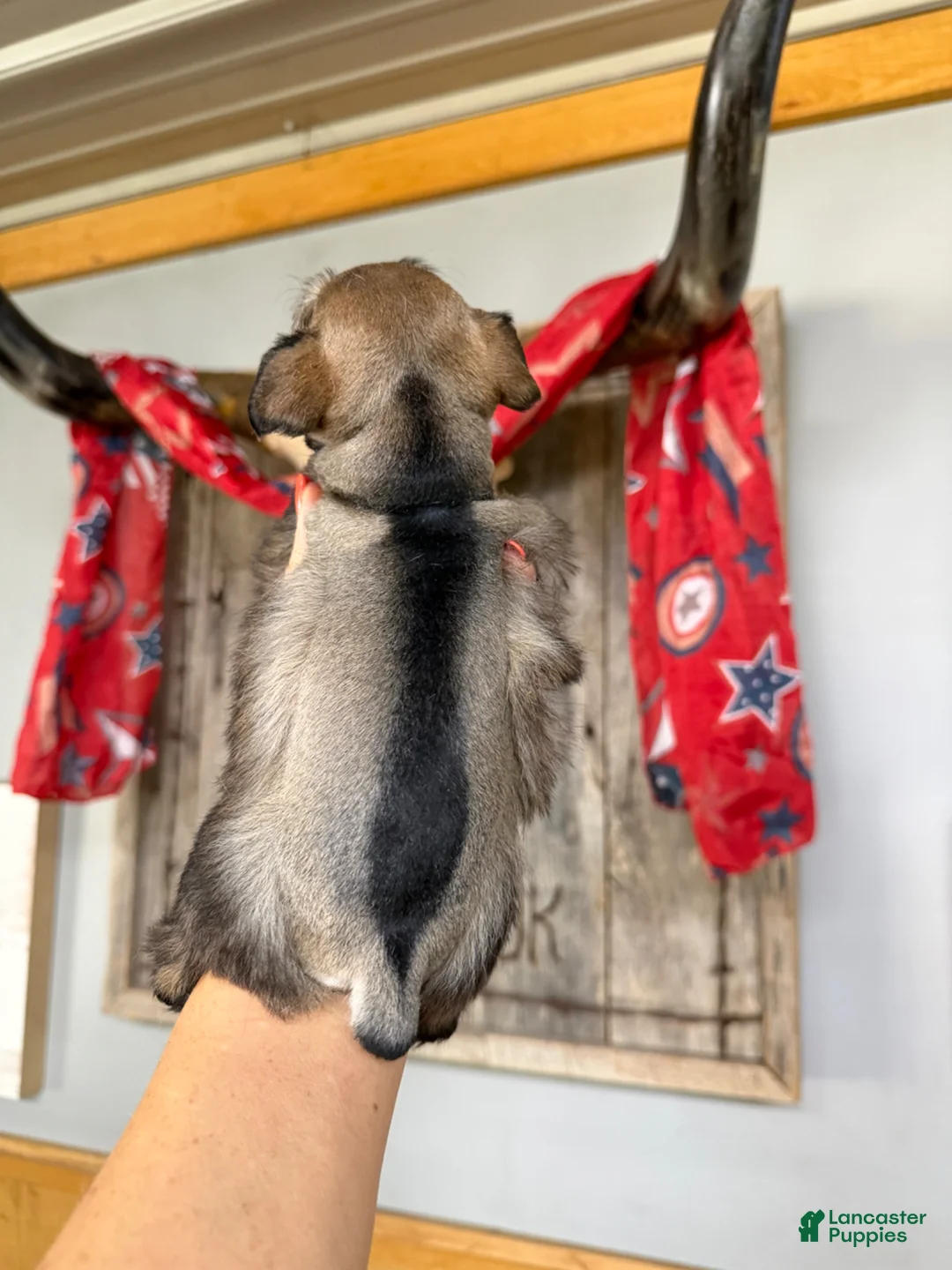 Miniature Schnauzer dogs for sale: Miniature Schnauzer Puppy 3 - Ad 2