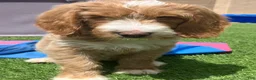 Goldendoodle dogs for sale: Goldendoodle Male - Ad 9