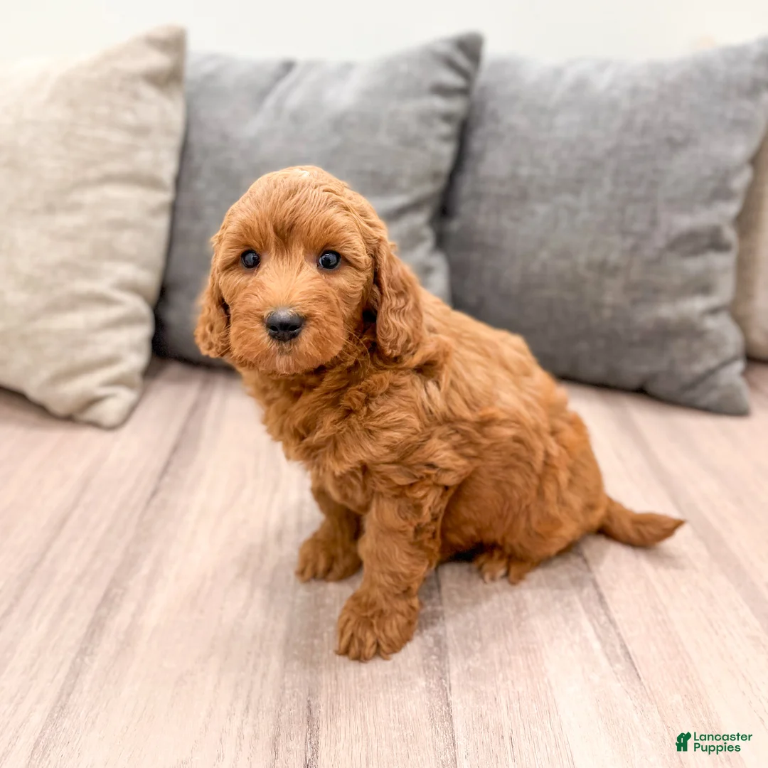 Mini Goldendoodle dogs for sale: Wally - Ad 1