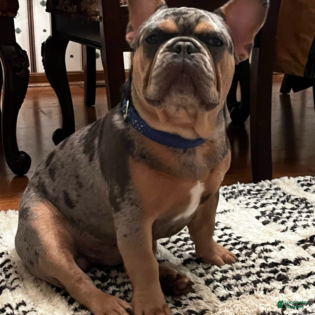 Gallery Image {{count}}