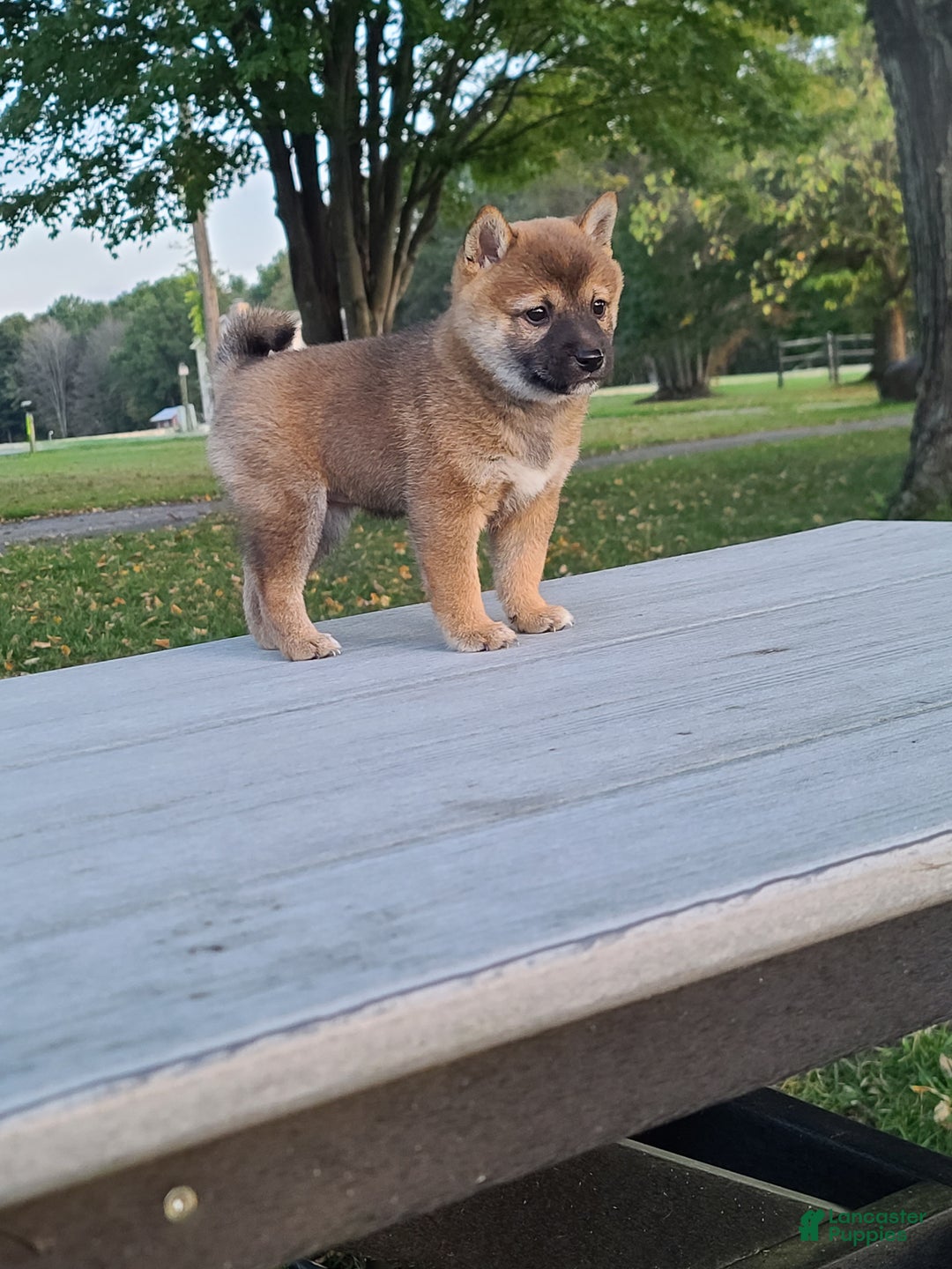 Shiba Inu dogs for sale: Rosie  - Ad 1