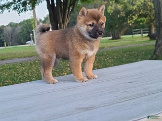 Shiba Inu dogs Rosie - Ad 34