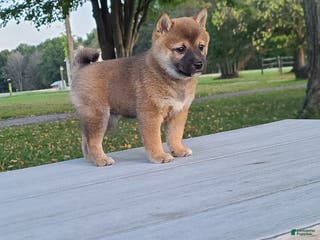 Shiba Inu dogs Rosie - Ad 25