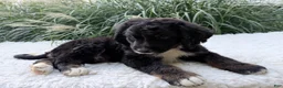 Bernedoodle dogs for sale: Patches - Ad 4