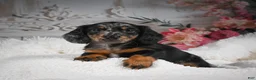 Miniature Dachshund dogs for sale: AKC-Bingo - Ad 1