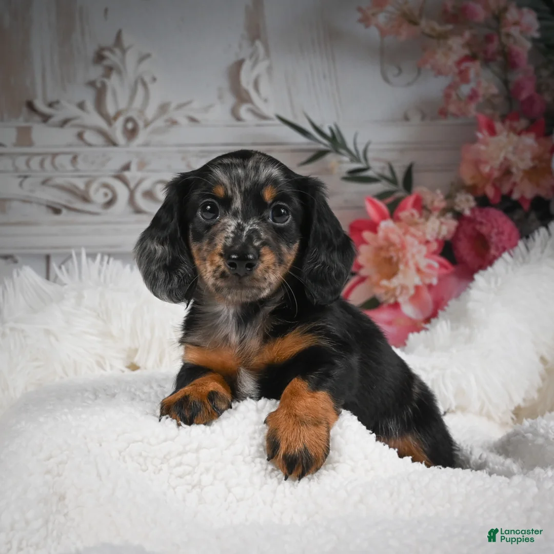 Miniature Dachshund dogs for sale: AKC-Bingo - Ad 1