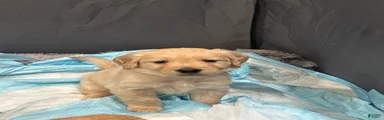 Golden Retriever Puppy 5