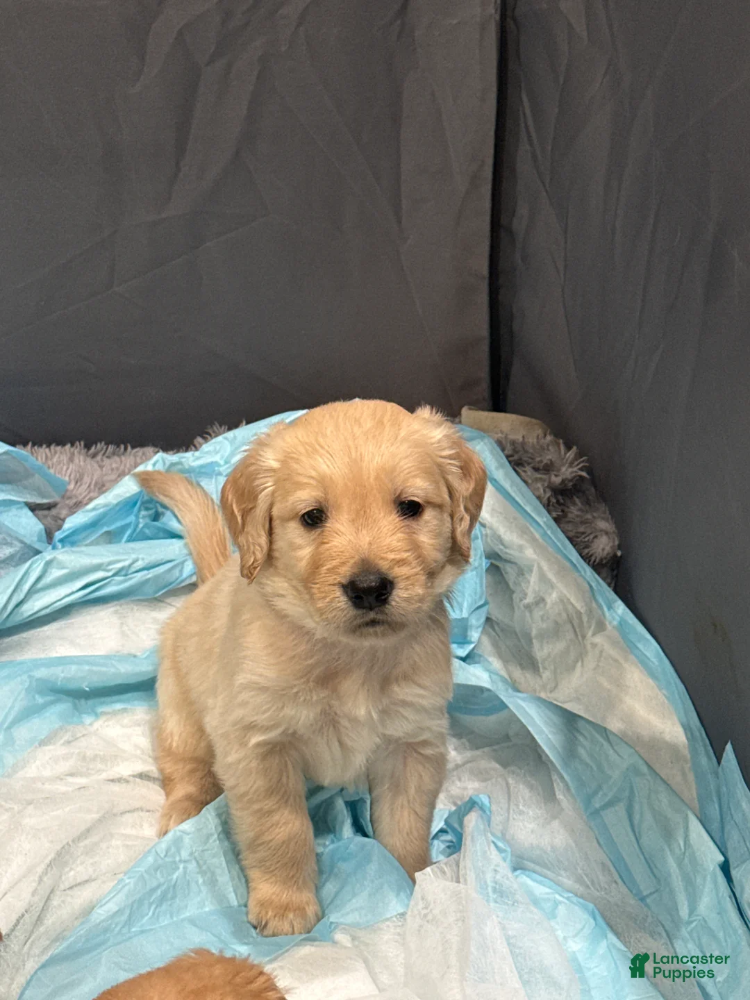 Golden Retriever dogs for sale: Golden Retriever Puppy 5 - Ad 1
