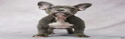 French Bulldog dogs for sale: Frank - Ad 3