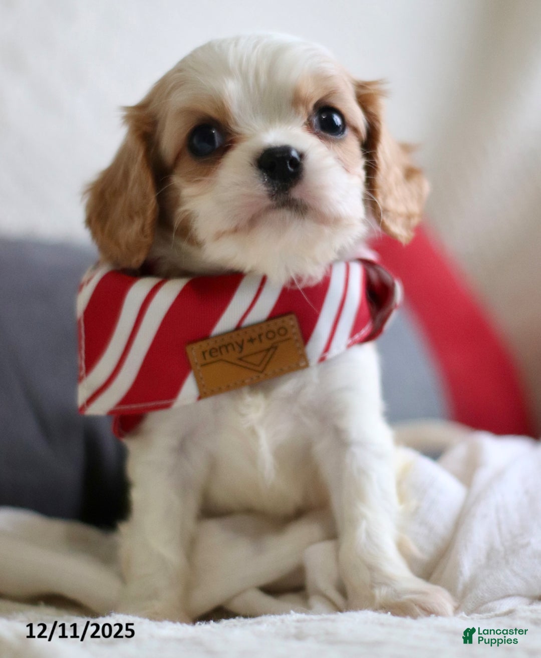 Cavalier King Charles Spaniel dogs for sale: Lennox - Ad 1