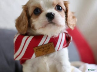 Cavalier King Charles Spaniel dogs Lennox - Ad 28