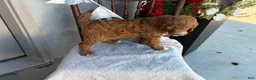 Goldendoodle dogs for sale: Cozette - Ad 3