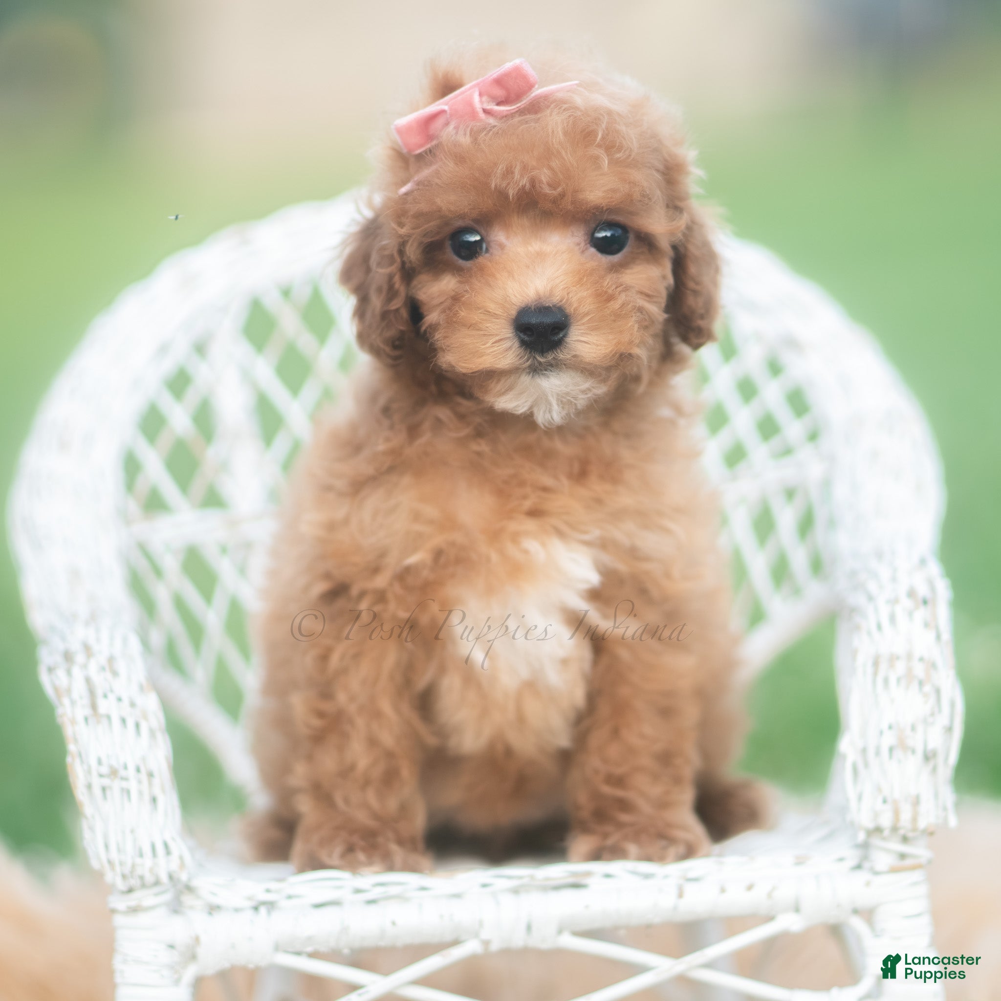 Toy Poodle dogs Mimi AKC - Ad 16