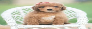 Mimi AKC